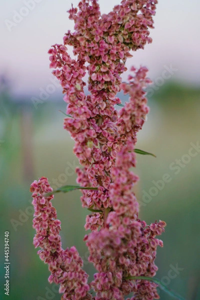 Obraz Rumex crispus