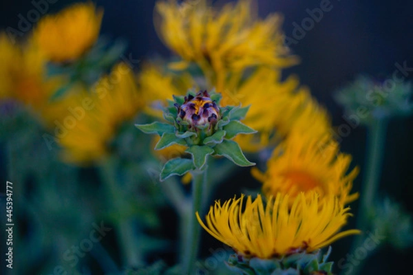 Obraz Field Elecampane 