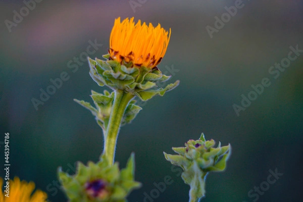 Obraz A lonely flower