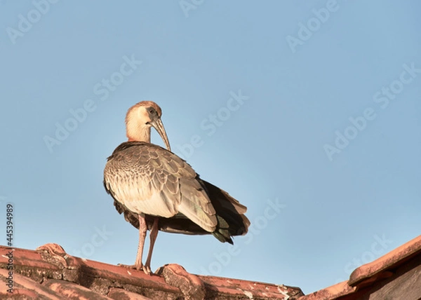 Obraz Curlew on the roof