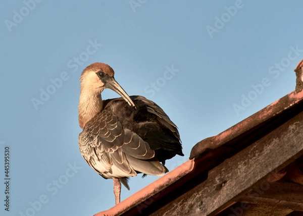 Obraz Curlew on the roof