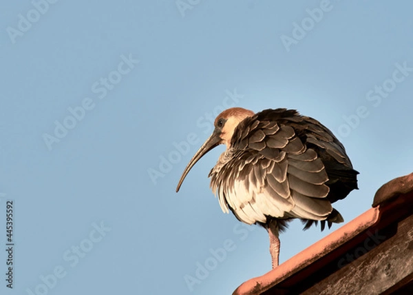Obraz Curlew on the roof