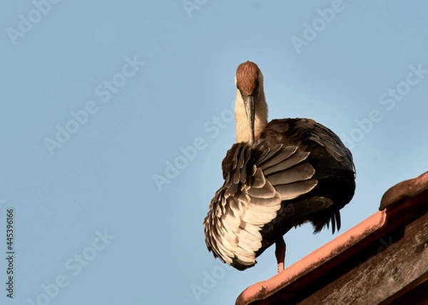 Obraz Curlew on the roof