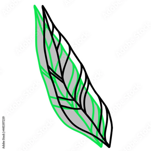 Fototapeta Leaf outline and green color