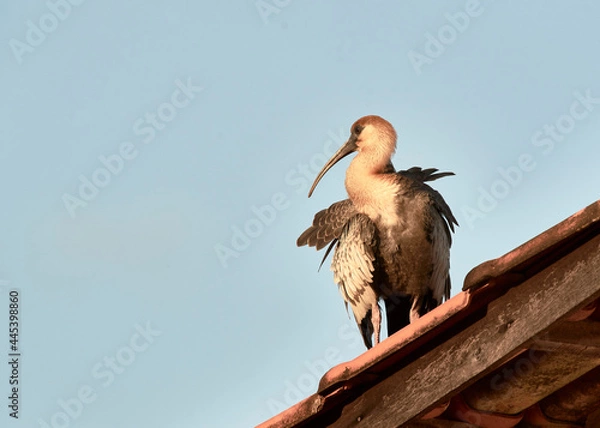 Obraz Curlew on the roof