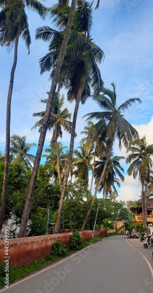 Obraz Coastal Village with Coconut Line Streets