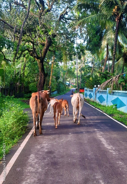 Obraz Cows Walking in Indian Village