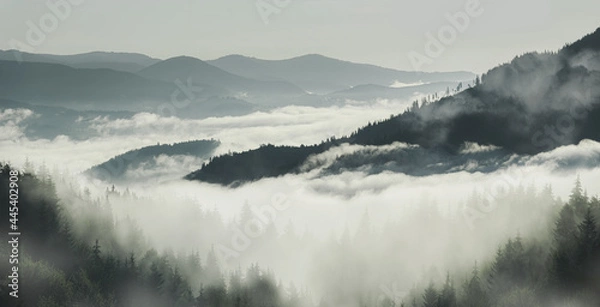Obraz Summer morning overlooking the top of the mountains and the forest. Fog or clouds early in the morning in the mountains.