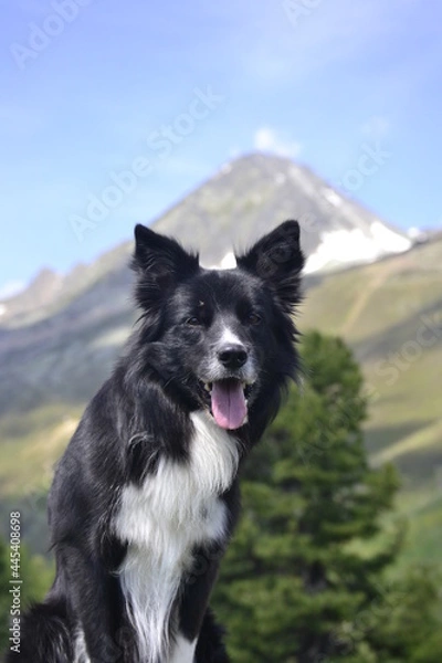 Fototapeta Border Collie