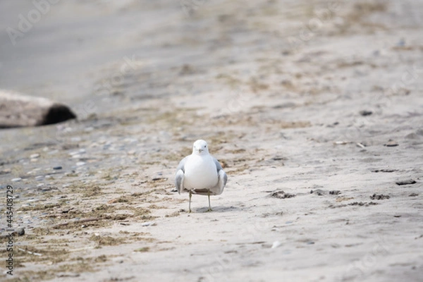 Obraz A seagull on a beach.