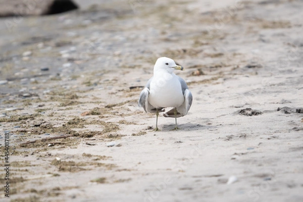 Obraz A seagull on a beach.