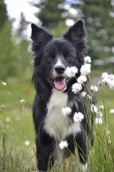 Fototapeta Border Collie