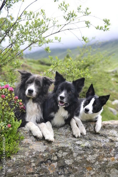 Fototapeta Border Collie