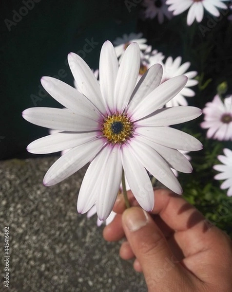 Obraz daisy in hands