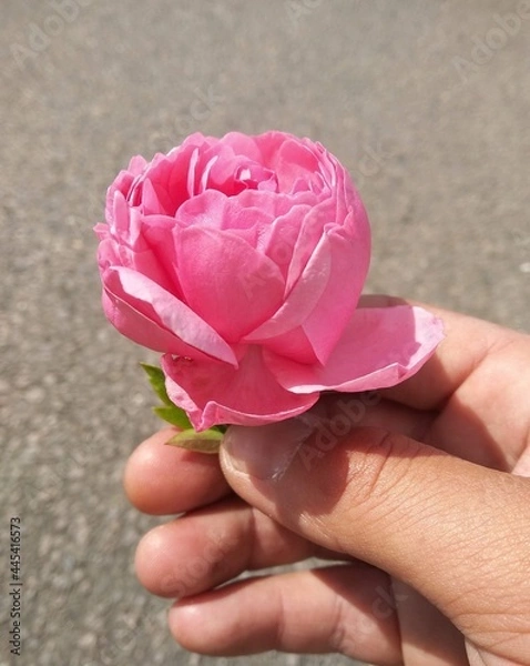 Obraz rose in hand