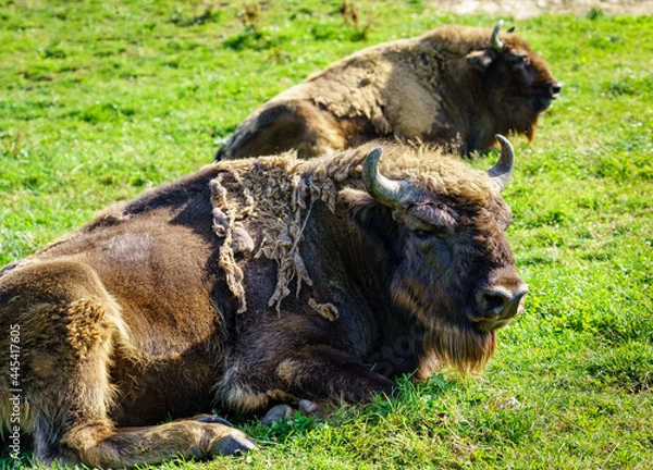 Fototapeta Buffaloes resting in the grass on a hot summer day.