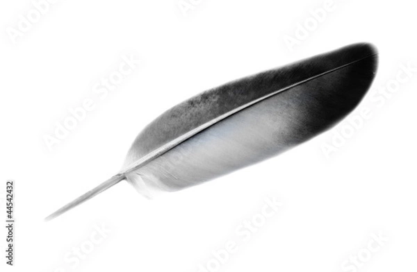 Fototapeta feather of a bird  isolated on  white background