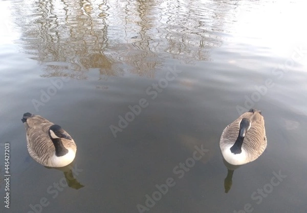 Obraz ducks in the snow