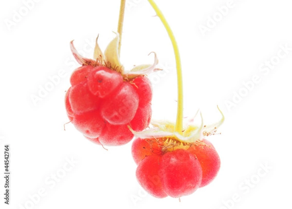 Obraz raspberries on white background