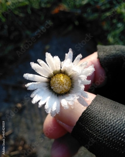 Obraz daisy in hand