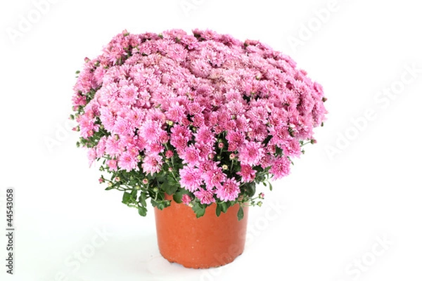 Fototapeta Chrysantheme