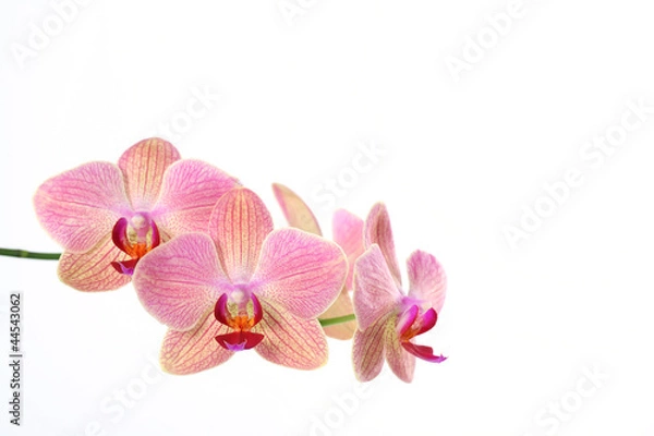 Fototapeta Orchidee