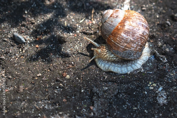 Obraz A large snail crawls slowly in the wild