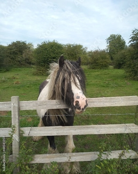 Obraz horse in a stable