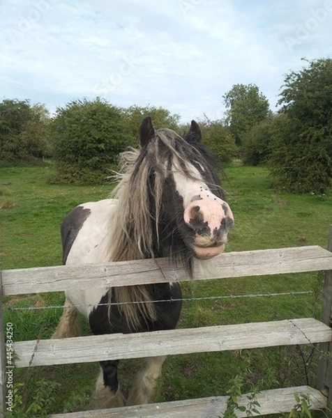 Obraz horse in a stable