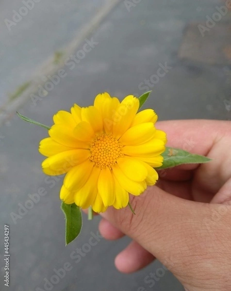 Obraz hand holding sunflower