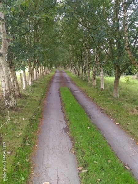 Obraz footpath in the park