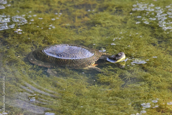 Obraz Blanding's Turtle