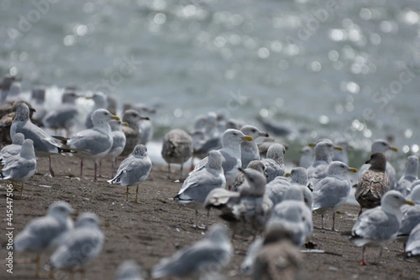 Obraz Gulls on beach