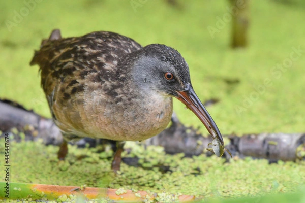 Obraz Virginia Rail with Insect