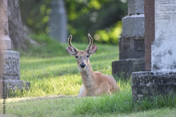 Obraz Deer Stag in Graveyard