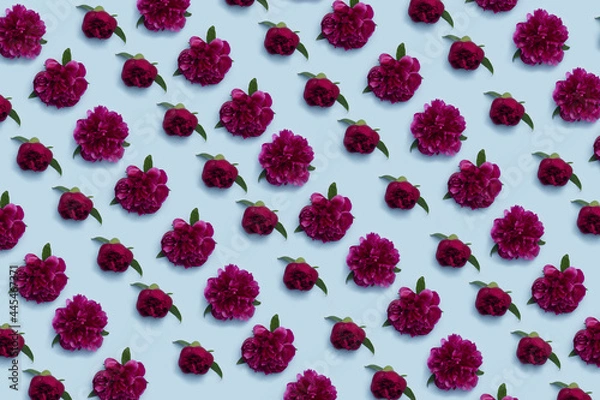 Obraz Deep red peony flowers pattern on a pastel blue background