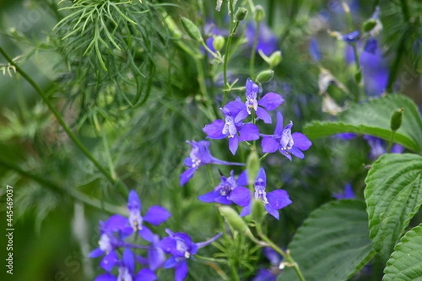 Fototapeta 咲く咲くチドリ草。