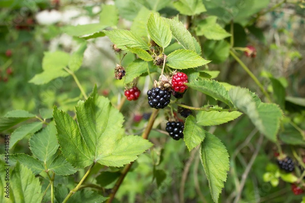 Fototapeta Raspberry blackberry berries in different stages of ripening on vine with green leaves