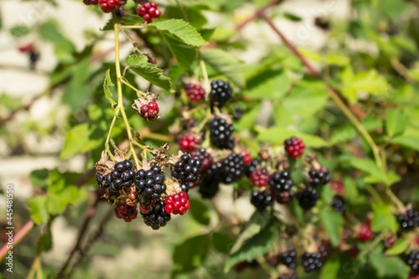 Fototapeta Raspberry blackberry berries in different stages of ripening on vine with green leaves