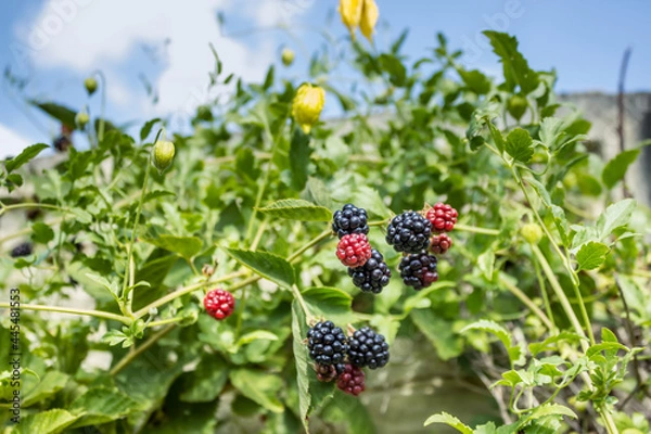 Fototapeta Raspberry Blackberry Berries w różnych etapach dojrzewania na winorośli z zielonymi liśćmi pod niebieskim niebem