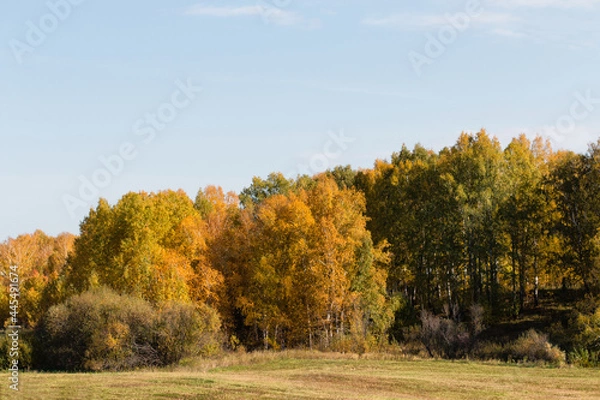 Fototapeta Scenery. Sunny, bright, autumn day. A meadow with old grass. In the distance there is a forest with yellow deciduous trees and green pines. Above the horizon there is a blue sky with white clouds.