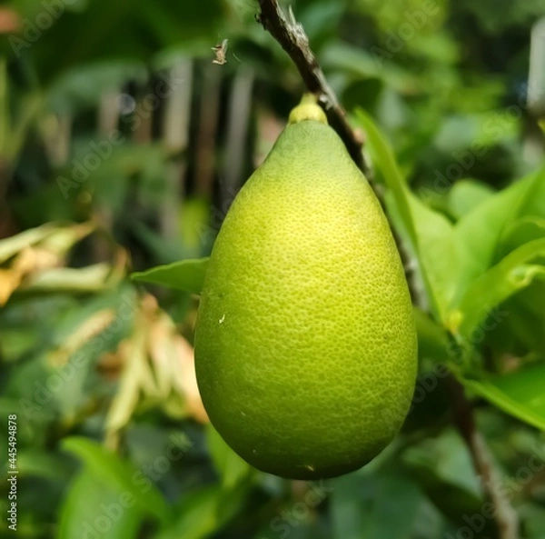 Obraz pear on tree