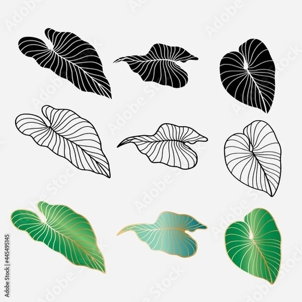 Obraz various kinds of taro leaf shape vector design