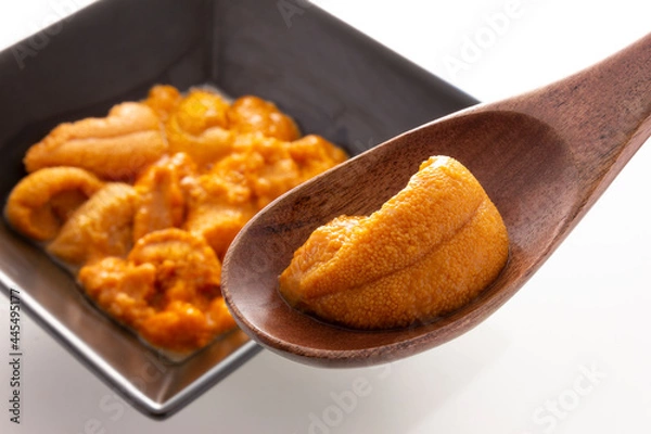 Obraz 利尻島産の蝦夷馬糞雲丹