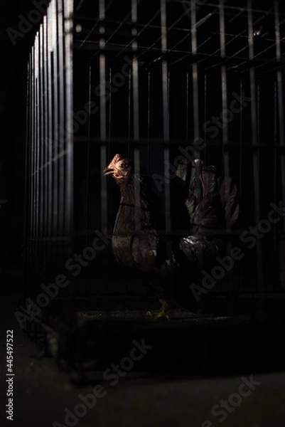 Fototapeta chicken in a cage in the sunlight against dark background