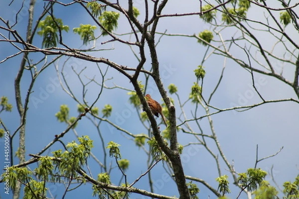 Obraz Bird Hiding in Tree