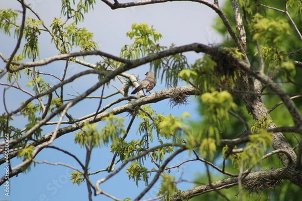 Obraz Northern Mockingbird