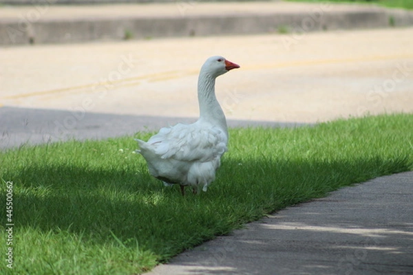 Obraz Snow Goose