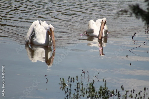 Obraz American White Pelicans