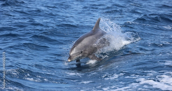 Obraz bottlenose dolphin 